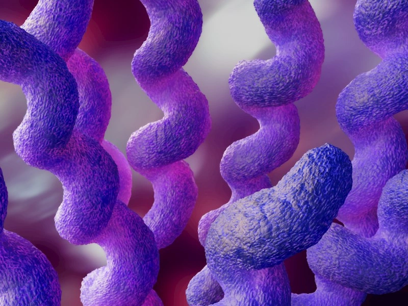 Ny undersøgelse fra Statens Serum Institut: Campylobacter kan også smitte ved seksuel kontakt