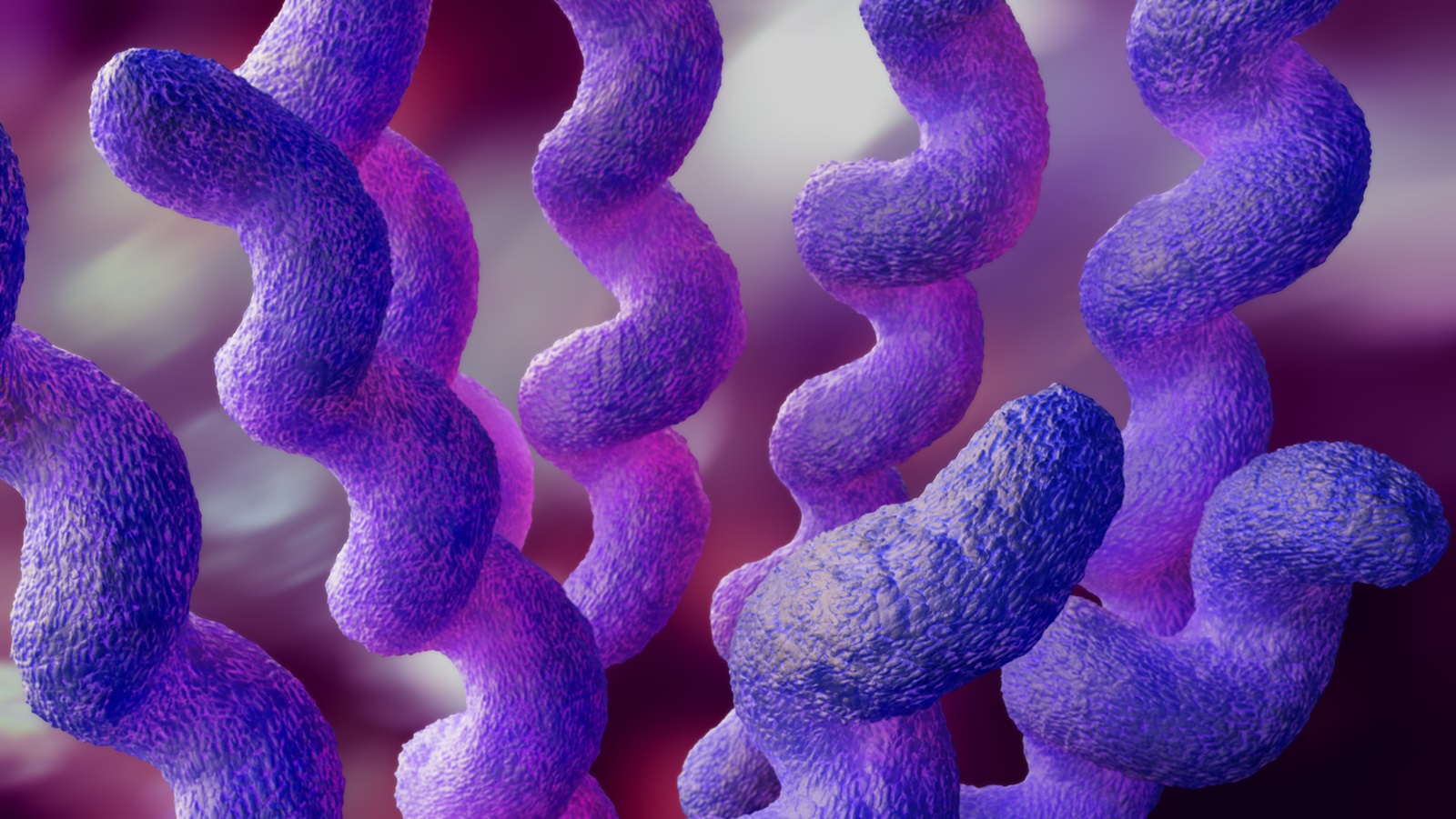 Campylobacter 01