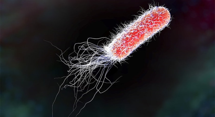 E-coli 01
