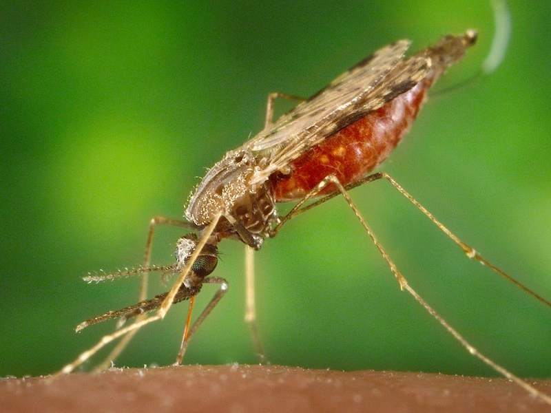 Ny malariavaccine testes på mennesker