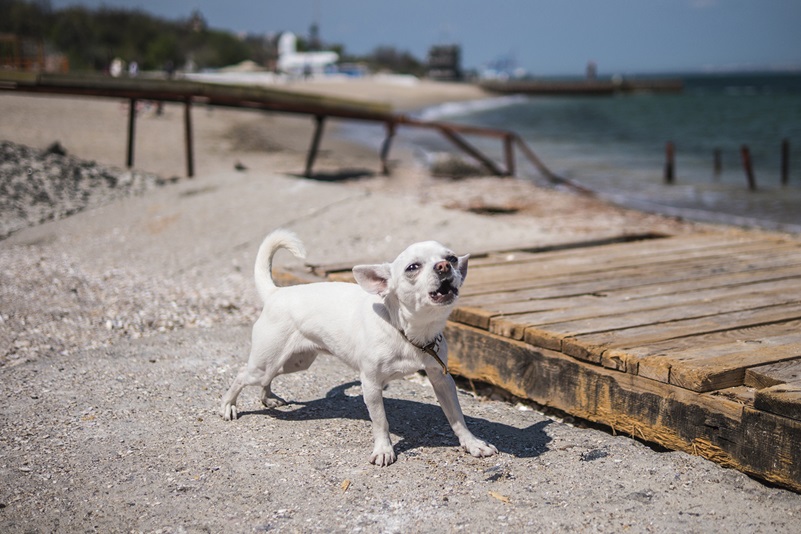 Hund på en strand