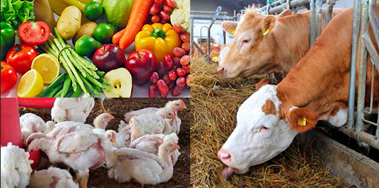 Collage med kyllinger, frugt og grønt samt køer