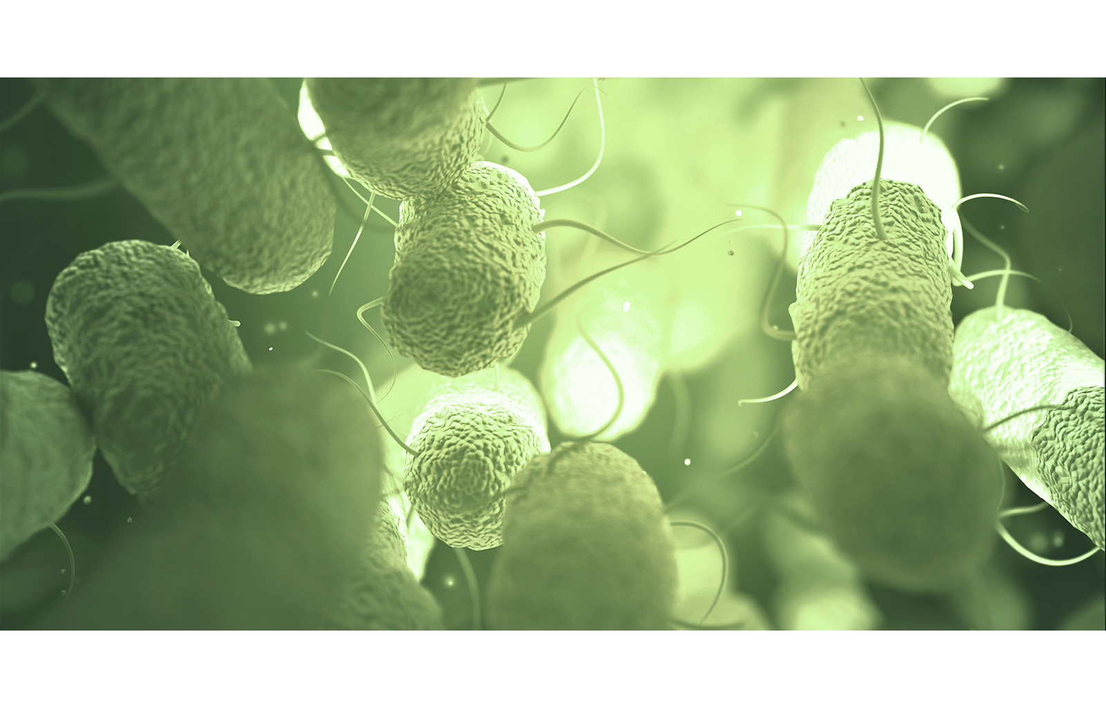 Billede af salmonella 01