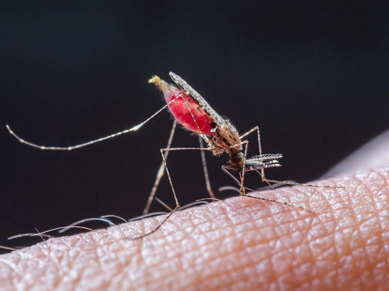 Malariavacciner er et lille lyspunkt i en dyster udvikling