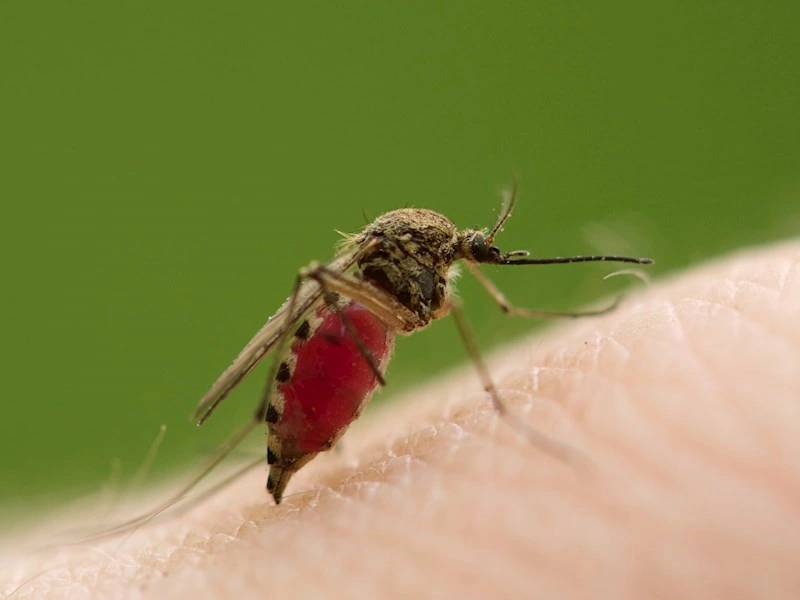 Ny malaria-vaccine viser lovende resultater i forsøg