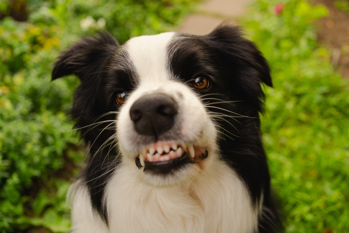 Hund viser tænder og ser vred ud