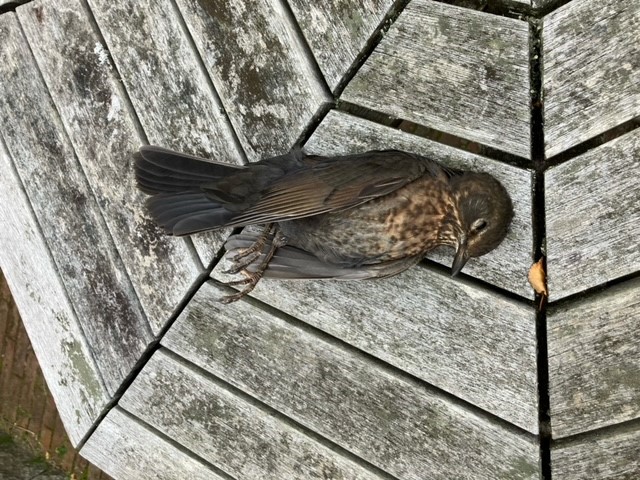 Død solsort
