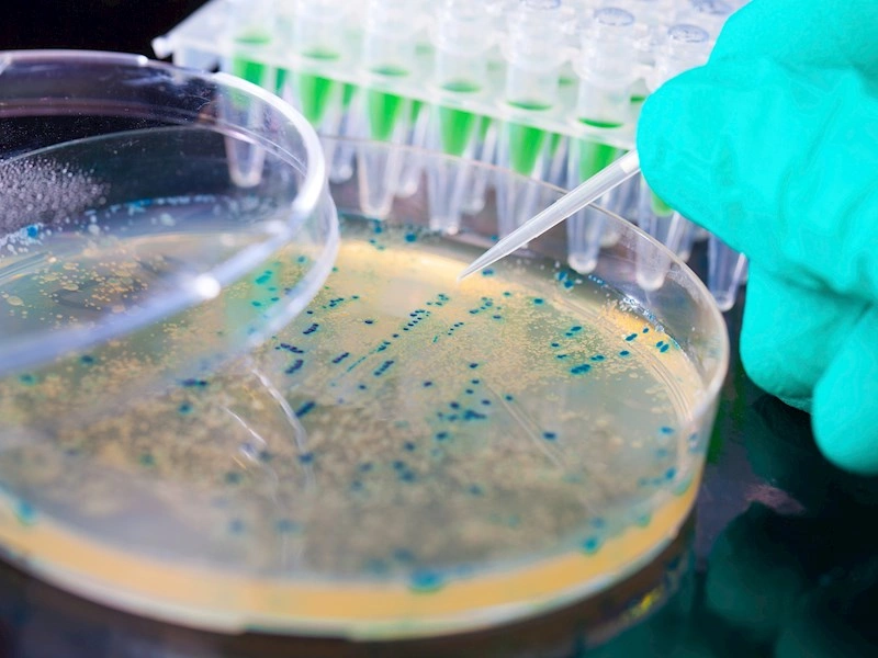 30 års overvågning viser, at antibiotikaresistens kan presses tilbage