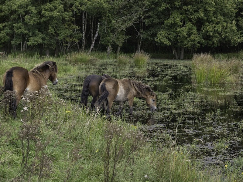 Første tegn på vestnilvirus i Danmark: - Vi skal følge udviklingen tæt