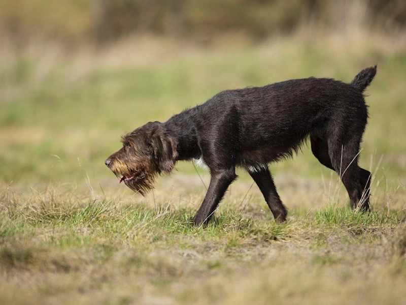 Fugleinfluenza påvist i pattedyr i Danmark