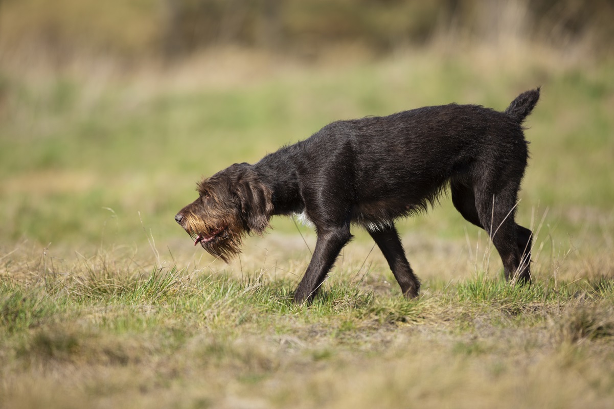 Jagthund står græsplæne
