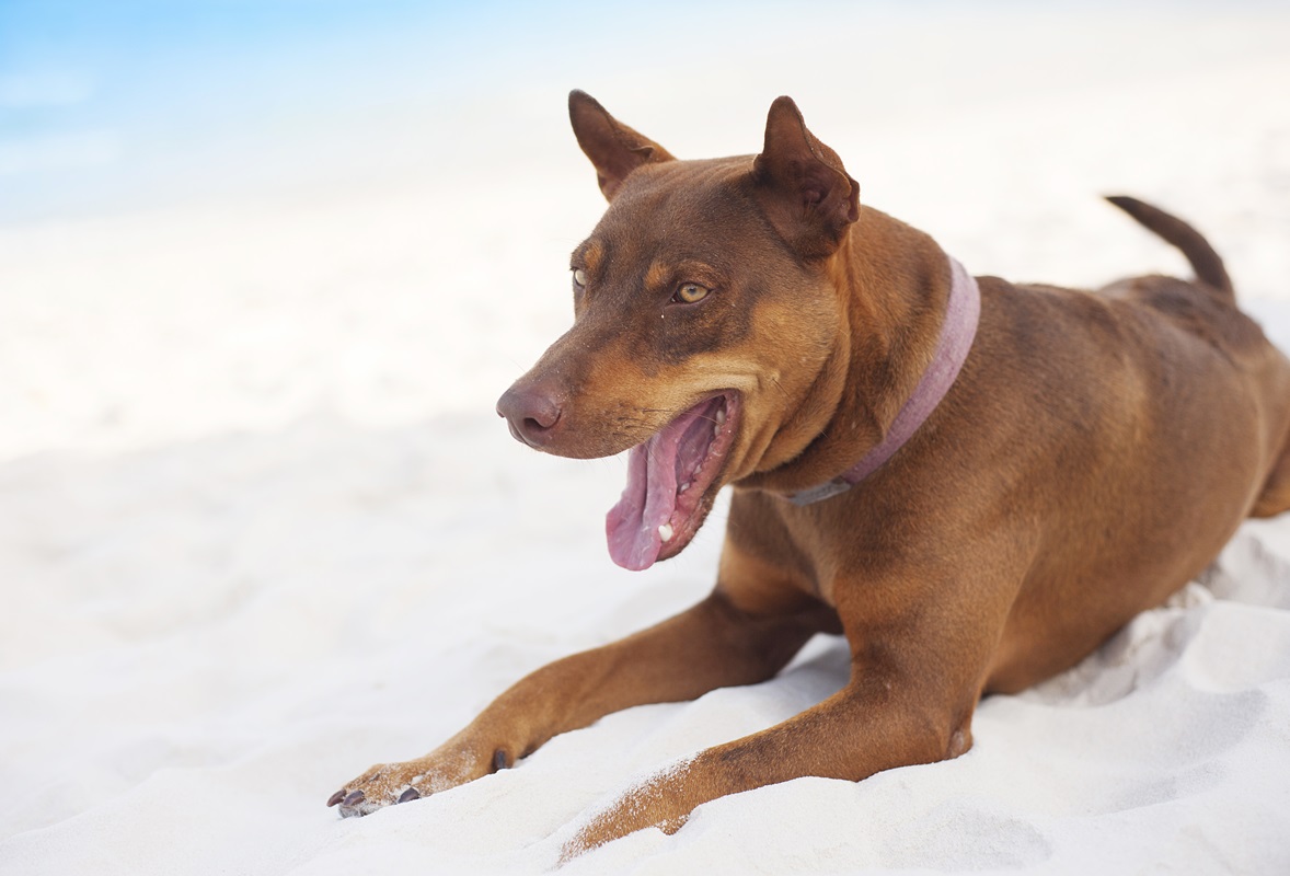 Brun hund på strand