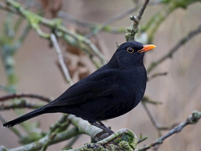 Usutuvirus påvist i danske myg
