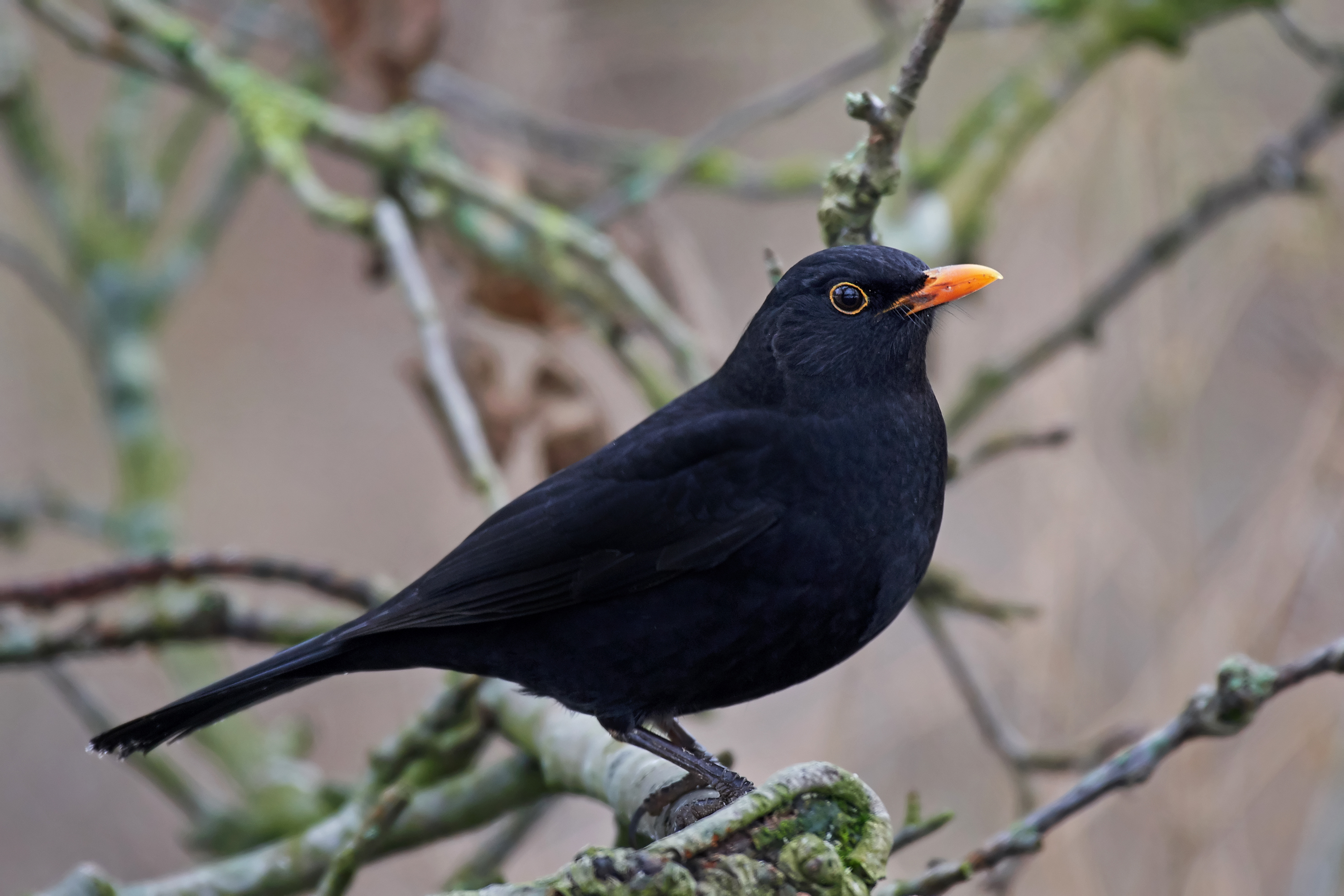 Solsort sidder på en gren i et træ