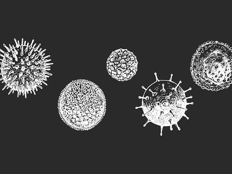 Danskers prøve for hantavirus er negativ