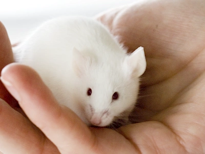 Det er SSI’s politik vedvarende at arbejde for at fremme udviklingen af pålidelige laboratoriemetoder til erstatning for dyreforsøg, at gøre de nødvendige dyreforsøg mindre belastende og at tilgodese forsøgsdyrenes velfærd i størst muligt omfang.