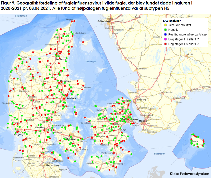 Figur 9. Geografisk fordeling af fugleinfluenzavirus i vilde fugle, der blev fundet døde i naturen i 2020-2021 pr. 08.06.2021. Alle fund af højpatogen fugleinfluenza var af subtypen H5