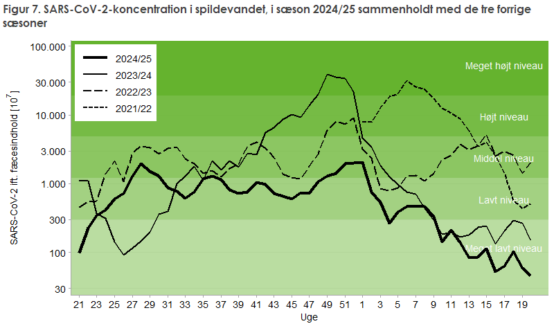 Figur 7. SARS-CoV-2-koncentration i spildevandet, i sæson 2024/25 sammenholdt med de tre forrige sæsoner