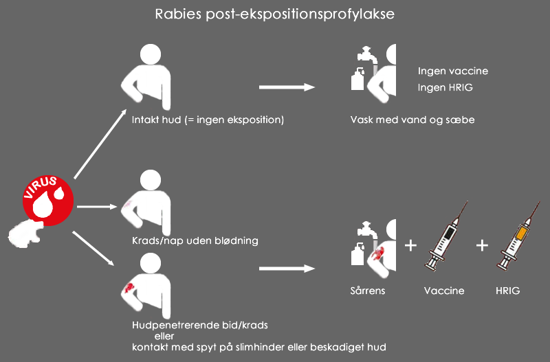 Rabies post-ekspositionsprofylakse