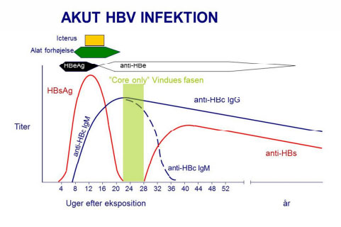 Akut HBV infektion