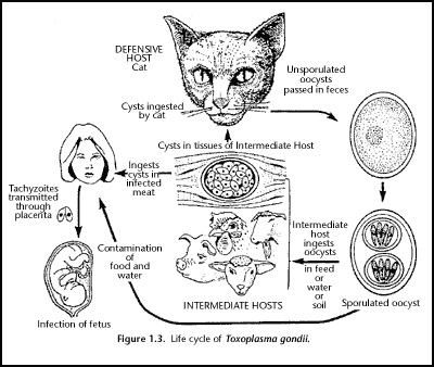 Livscyclus for parasitten Toxoplasma gondii
