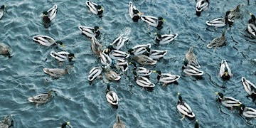 Veterinær Diagnostik