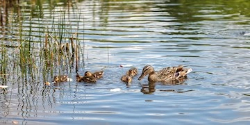 Veterinær Diagnostik