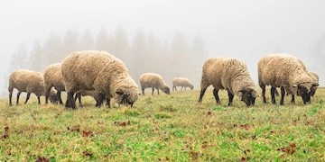 Veterinær Diagnostik