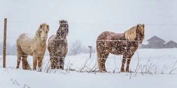 Veterinær Diagnostik