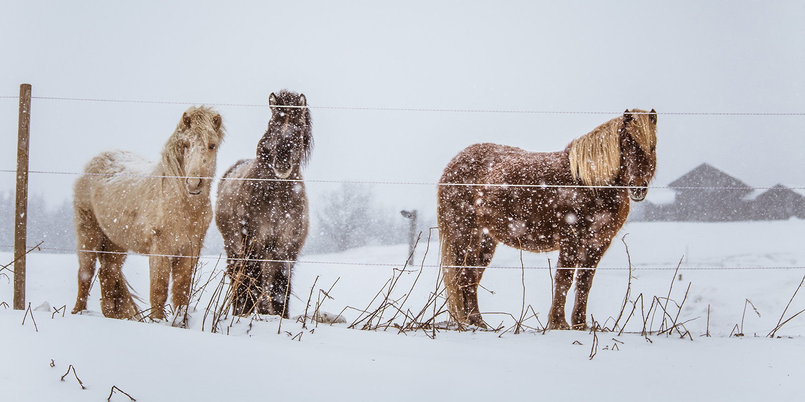 Heste på mark med sne