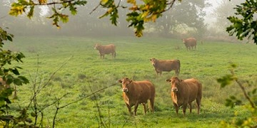 Veterinær Diagnostik